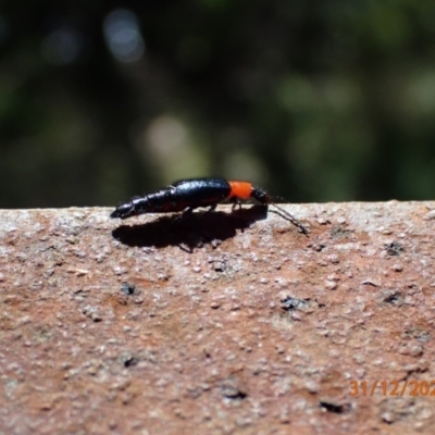 Carphurus sp. (genus) (Soft-winged flower beetle) at Paddys River, ACT - 30 Dec 2021 by Ozflyfisher