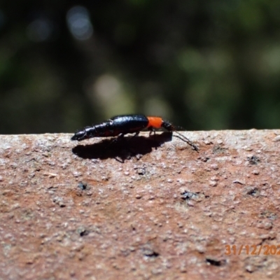 Carphurus sp. (genus) (Soft-winged flower beetle) at Paddys River, ACT - 31 Dec 2021 by FeralGhostbat