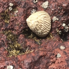 Unidentified Sea Snail / Limpet (Gastropoda) at Cowes, VIC - 17 Dec 2021 by Tapirlord