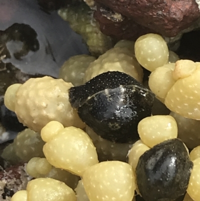 Unidentified Sea Snail / Limpet (Gastropoda) at Cowes, VIC - 17 Dec 2021 by Tapirlord