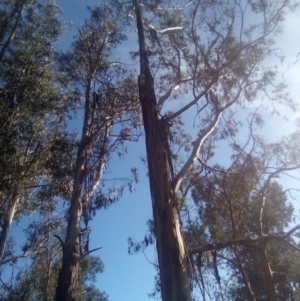 Cacatua galerita at Garran, ACT - 29 Nov 2021