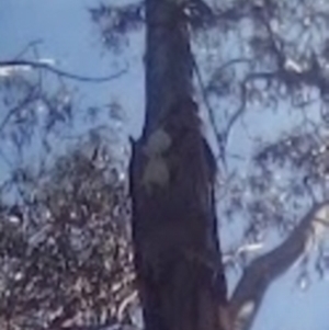 Cacatua galerita at Garran, ACT - 29 Nov 2021