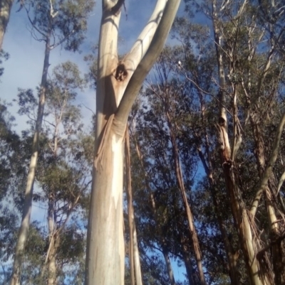 Eucalyptus globulus subsp. bicostata (Southern Blue Gum, Eurabbie) at Red Hill to Yarralumla Creek - 29 Nov 2021 by MichaelMulvaney