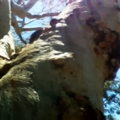 Trichosurus vulpecula at Yarralumla, ACT - suppressed