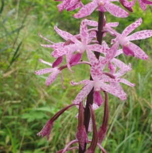 Dipodium punctatum at Far Meadow, NSW - 28 Dec 2021