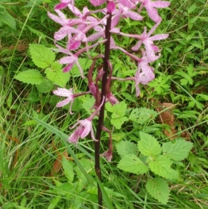 Dipodium punctatum at Far Meadow, NSW - 28 Dec 2021