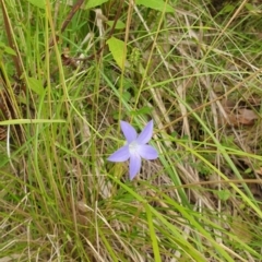 Wahlenbergia sp. (Bluebell) at Cullunghutti Aboriginal Area - 28 Dec 2021 by HannahWindley