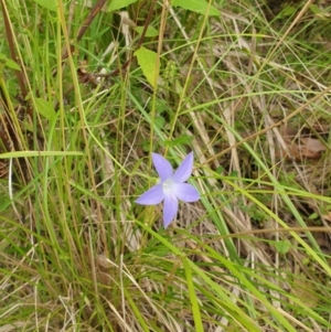 Wahlenbergia sp. at Far Meadow, NSW - 28 Dec 2021 04:32 PM