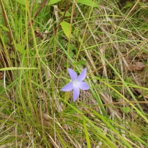 Wahlenbergia sp. at Far Meadow, NSW - 28 Dec 2021