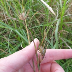 Themeda triandra at Far Meadow, NSW - 28 Dec 2021 05:07 PM