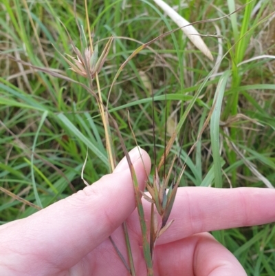 Themeda triandra (Kangaroo Grass) at Cullunghutti Aboriginal Area - 28 Dec 2021 by HannahWindley