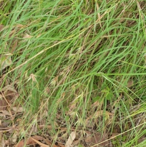 Themeda triandra at Far Meadow, NSW - 28 Dec 2021