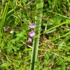 Glycine microphylla (Small-leaf Glycine) at Cullunghutti Aboriginal Area - 28 Dec 2021 by HannahWindley