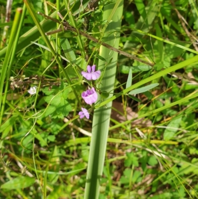 Glycine microphylla (Small-leaf Glycine) at Far Meadow, NSW - 28 Dec 2021 by HannahWindley