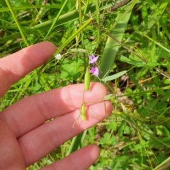 Glycine microphylla at Far Meadow, NSW - 28 Dec 2021 04:29 PM