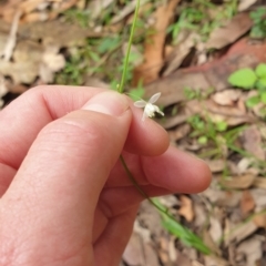 Arthropodium sp. (A Lily) at Far Meadow, NSW - 28 Dec 2021 by HannahWindley