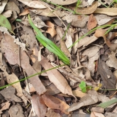 Arthropodium sp. at Far Meadow, NSW - 28 Dec 2021