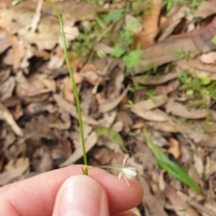 Arthropodium sp. at Far Meadow, NSW - 28 Dec 2021