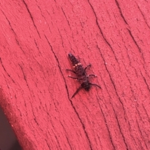 Coccinellidae (family) at Aranda, ACT - 31 Dec 2021