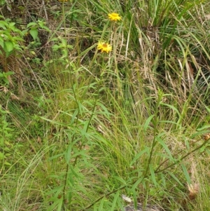 Xerochrysum bracteatum at Far Meadow, NSW - 28 Dec 2021