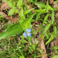 Commelina cyanea (Scurvy Weed) at Cullunghutti Aboriginal Area - 28 Dec 2021 by HannahWindley