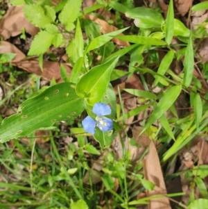 Commelina cyanea at Far Meadow, NSW - 28 Dec 2021 04:25 PM