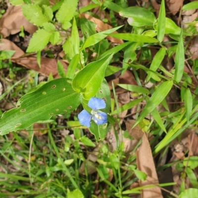 Commelina cyanea (Scurvy Weed) at Cullunghutti Aboriginal Area - 28 Dec 2021 by HannahWindley