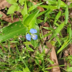 Commelina cyanea at Far Meadow, NSW - 28 Dec 2021 04:25 PM