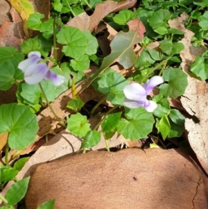 Viola sp. at Far Meadow, NSW - 28 Dec 2021