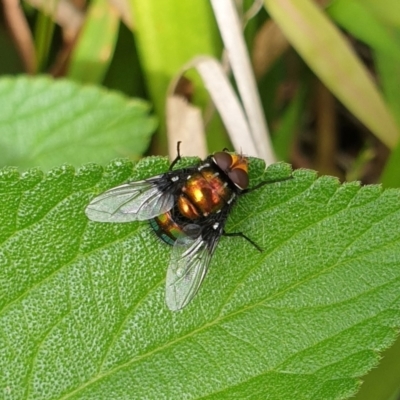 Unidentified True fly (Diptera) at Cullunghutti Aboriginal Area - 28 Dec 2021 by HannahWindley