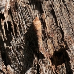 Lepidoscia (genus) (Unidentified cone case moth) at Aranda, ACT - 30 Dec 2021 by KMcCue