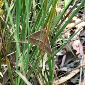 Epidesmia hypenaria at Aranda, ACT - 30 Dec 2021