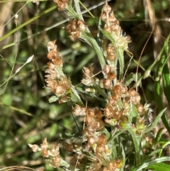 Gamochaeta purpurea (Purple Cudweed) at Griffith Woodland - 31 Dec 2021 by AlexKirk