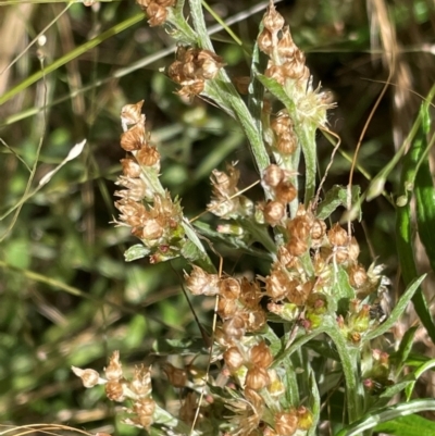 Gamochaeta purpurea (Purple Cudweed) at Griffith Woodland - 31 Dec 2021 by AlexKirk