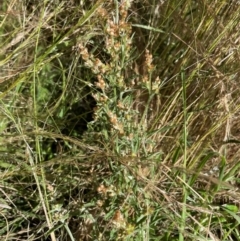 Gamochaeta purpurea at Griffith, ACT - 31 Dec 2021 02:12 PM