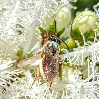 Lasioglossum (Homalictus) punctatus (A halictid bee) at Kambah, ACT - 31 Dec 2021 by HelenCross