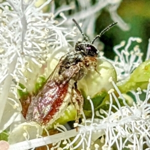 Lasioglossum (Homalictus) punctatum at Kambah, ACT - 31 Dec 2021