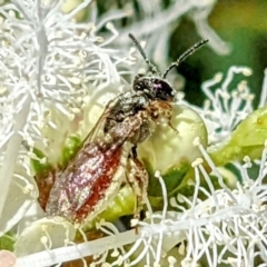 Lasioglossum (Homalictus) punctatus at Kambah, ACT - 31 Dec 2021