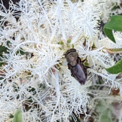 Stomorhina sp. (genus) at Kambah, ACT - 31 Dec 2021