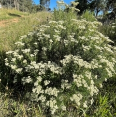 Cassinia longifolia (Shiny Cassinia, Cauliflower Bush) at Griffith Woodland - 31 Dec 2021 by AlexKirk