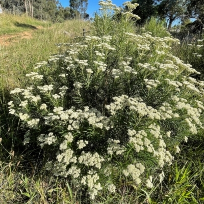 Cassinia longifolia (Shiny Cassinia, Cauliflower Bush) at Griffith, ACT - 31 Dec 2021 by AlexKirk