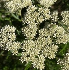 Cassinia longifolia at Griffith, ACT - 31 Dec 2021