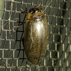 Rhantus suturalis at Numeralla, NSW - suppressed