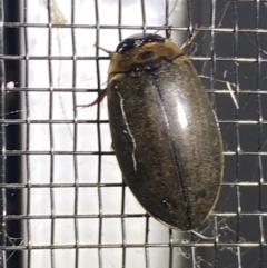 Rhantus suturalis at Numeralla, NSW - 30 Dec 2021