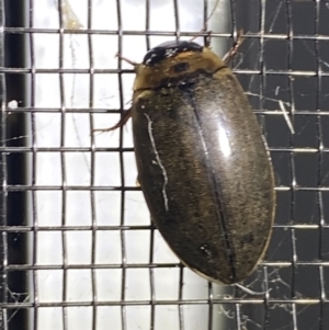 Rhantus suturalis at Numeralla, NSW - suppressed