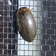 Rhantus suturalis at Numeralla, NSW - 30 Dec 2021