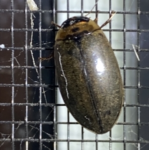 Rhantus suturalis at Numeralla, NSW - suppressed