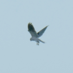 Elanus axillaris (Black-shouldered Kite) at QPRC LGA - 30 Dec 2021 by Wandiyali