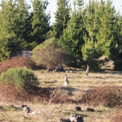 Macropus giganteus (Eastern Grey Kangaroo) at Denman Prospect, ACT - 8 Aug 2010 by Caric