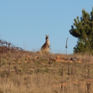 Macropus giganteus at Denman Prospect, ACT - 8 Aug 2010 05:13 PM